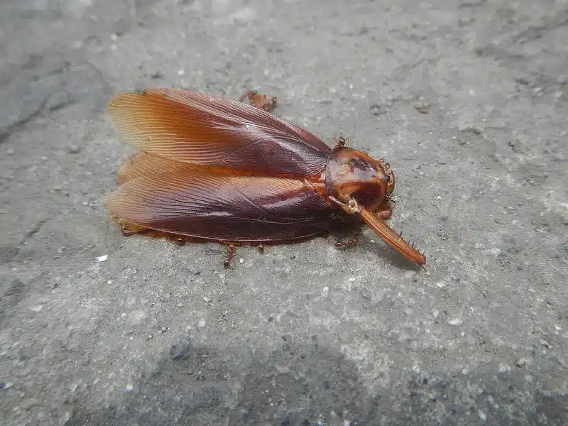 Dead cockroach on concrete