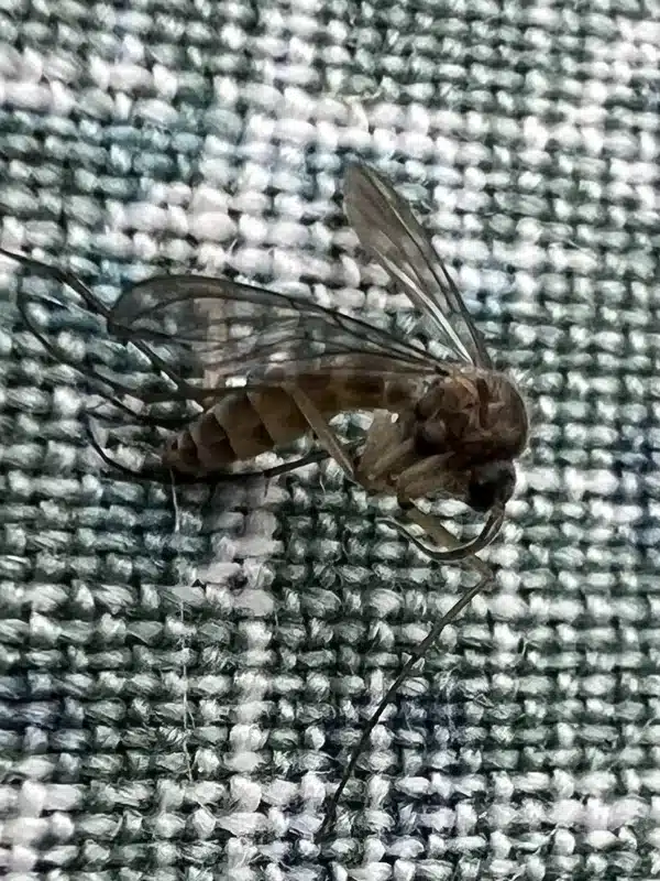 Macro view of a typical indoor gnat, showing the long legs, dark body, and antennae on a woven fabric background – use this if you need a clear comparison for common indoor gnats versus fruit flies.