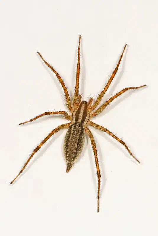 Common spider on a white background