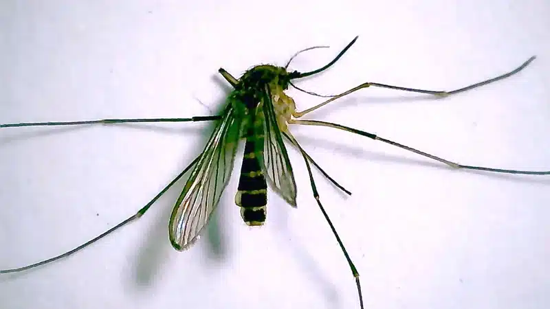Detailed view of crane fly showing size and leg structure