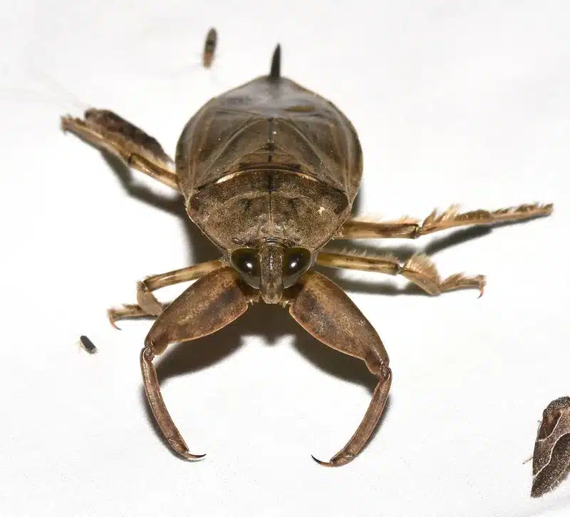 Crayfish on a white surface