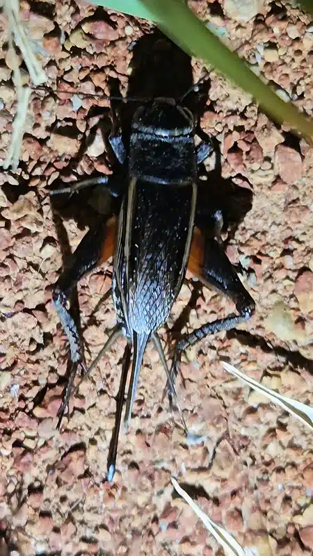 High-resolution close-up of a cricket on reddish soil, showing detailed body markings—use this if you need a distinct view of cricket identification features.