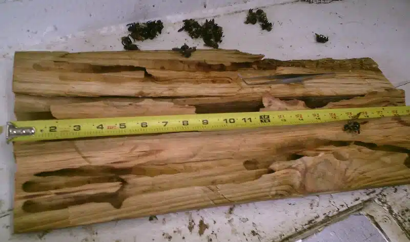 Wood damage with measuring tape