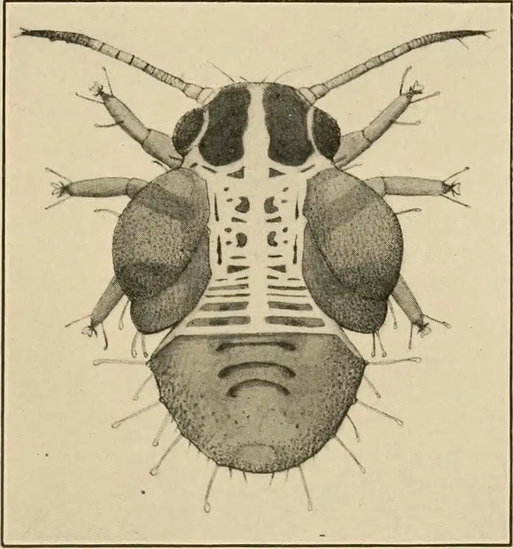 Illustration of a detailed insect anatomy
