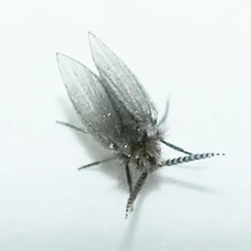 Close-up of a drain fly (moth fly) showing its fuzzy body and feathered antennae—use this if you need an image clearly highlighting the distinguishing appearance of a drain fly.