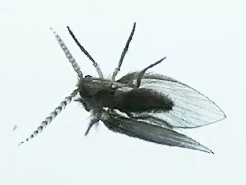 Drain fly with open wings showing hairy body and wing pattern