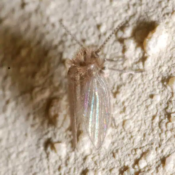 Drain fly on textured wall showing moth-like appearance