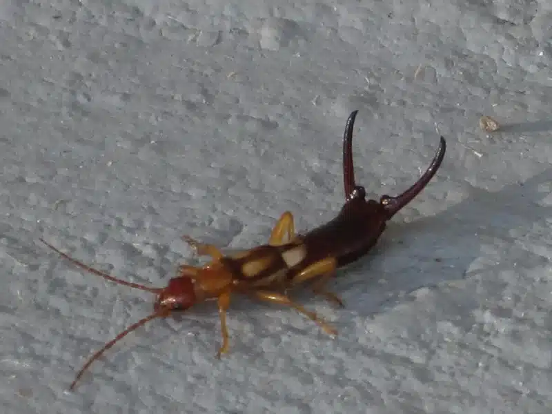 Close-up of an earwig insect