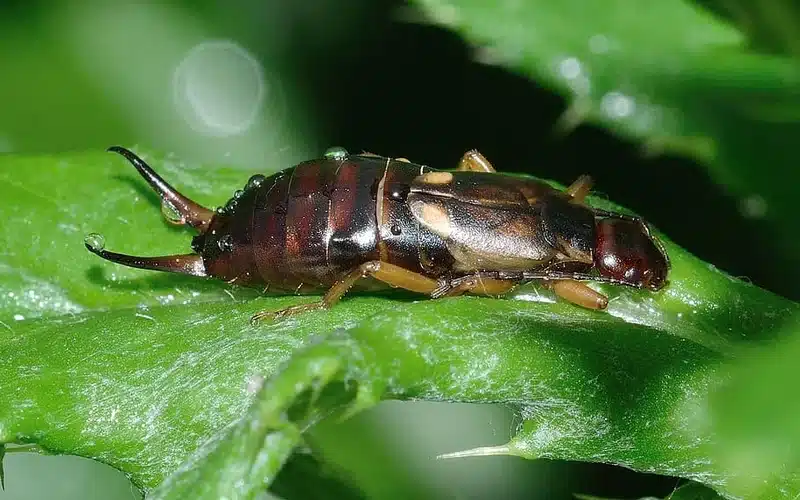 Earwig on a green leaf