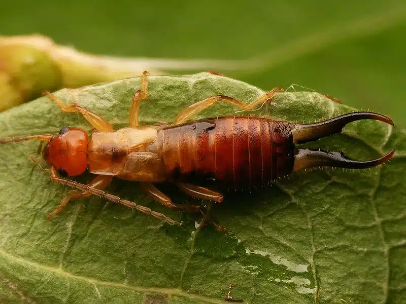 Close-up of an earwig on a leaf