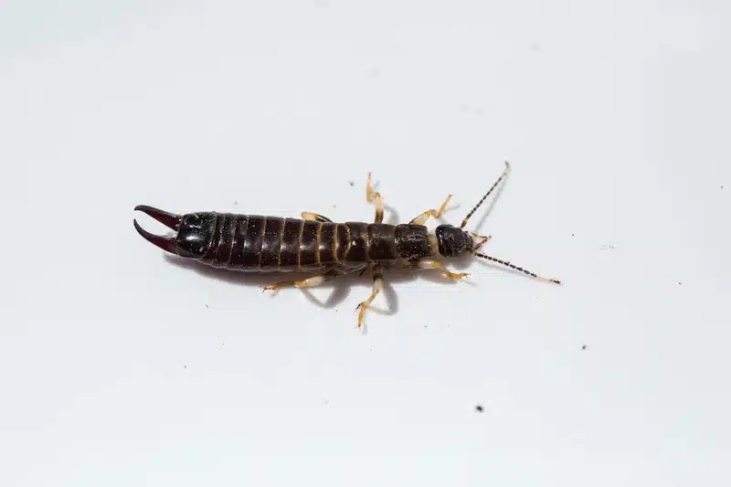 Close-up of an earwig insect