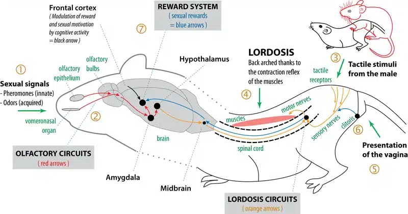 Diagram of female mouse reproductive neural pathways