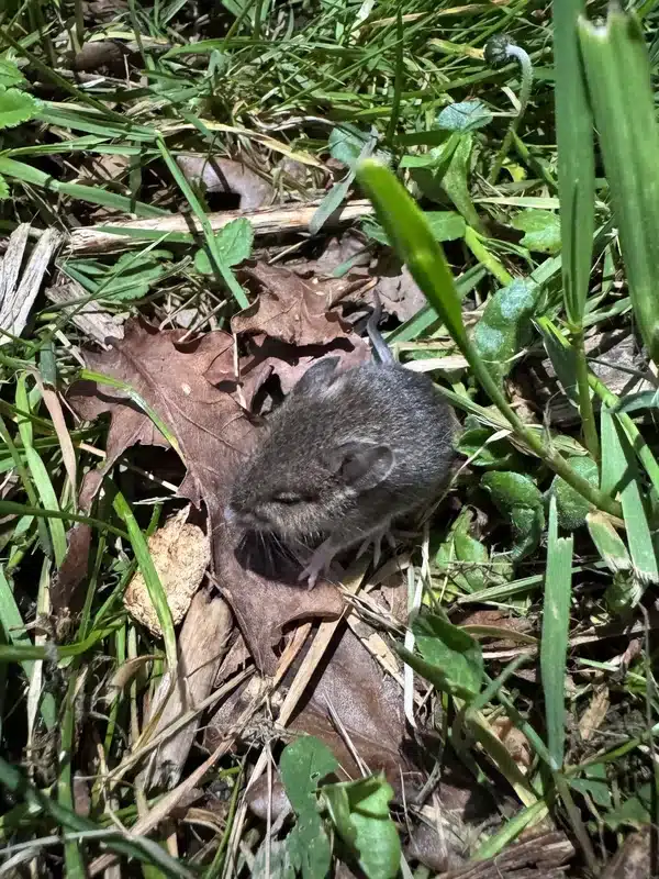 Field mouse showing bicolored fur and white underside