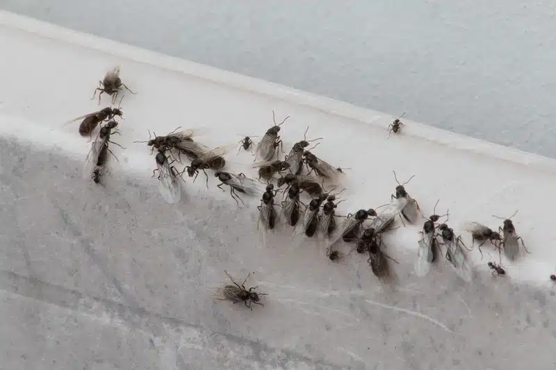 Cluster of flying ants on surface