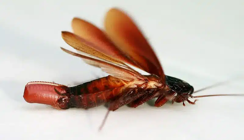Close-up of a flying cockroach