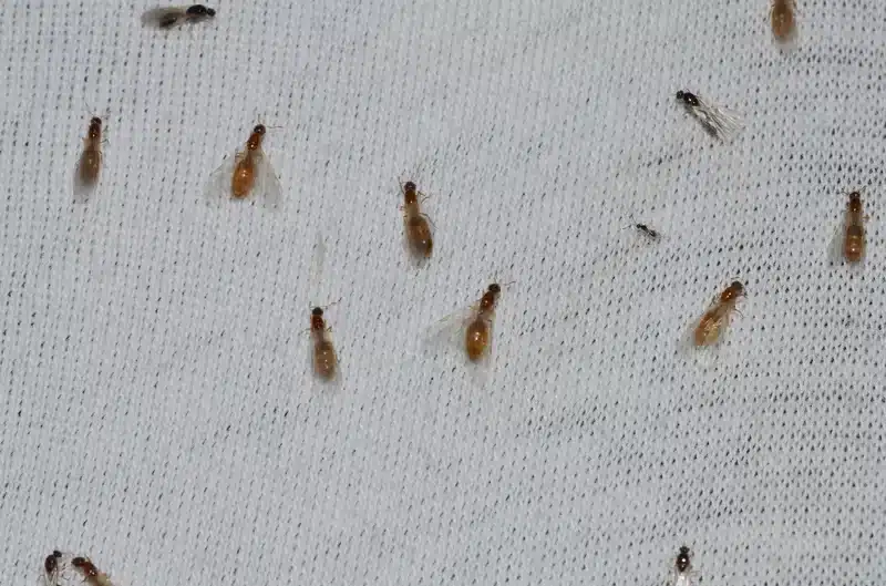 Group of flying termites on fabric