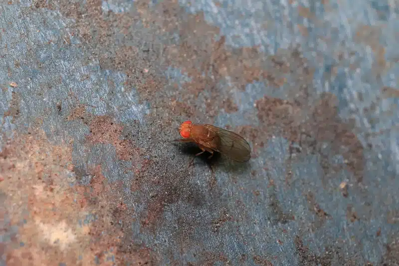 Close-up of a fruit fly showing red eyes and tan body