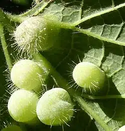 Gall formations on a leaf