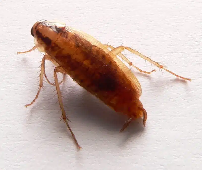 German cockroach on a white background