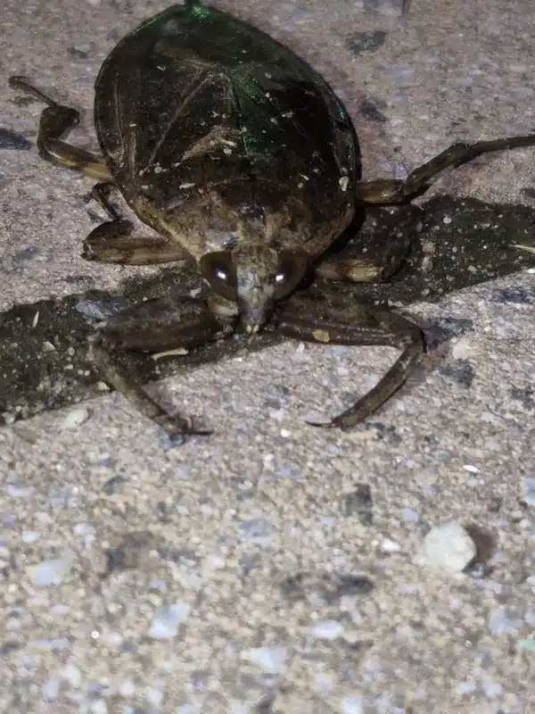 Close-up of giant water bug face and predatory front legs