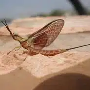 Grasshopper resting on brick surface