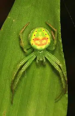 Green spider on a leaf