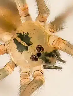 Harvestman showing single fused body segment