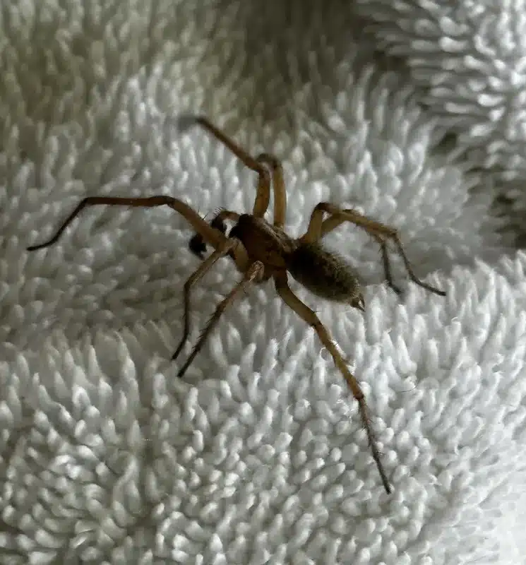 Detailed view of hobo spider on light fabric background