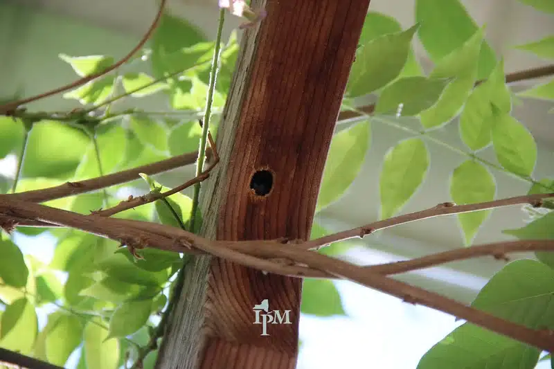 Hole in wooden post surrounded by leaves