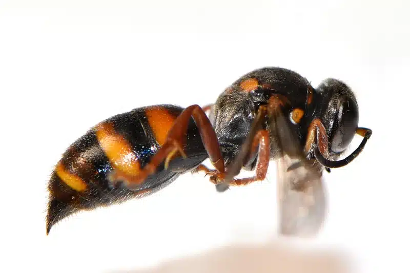 Close-up of a honey bee