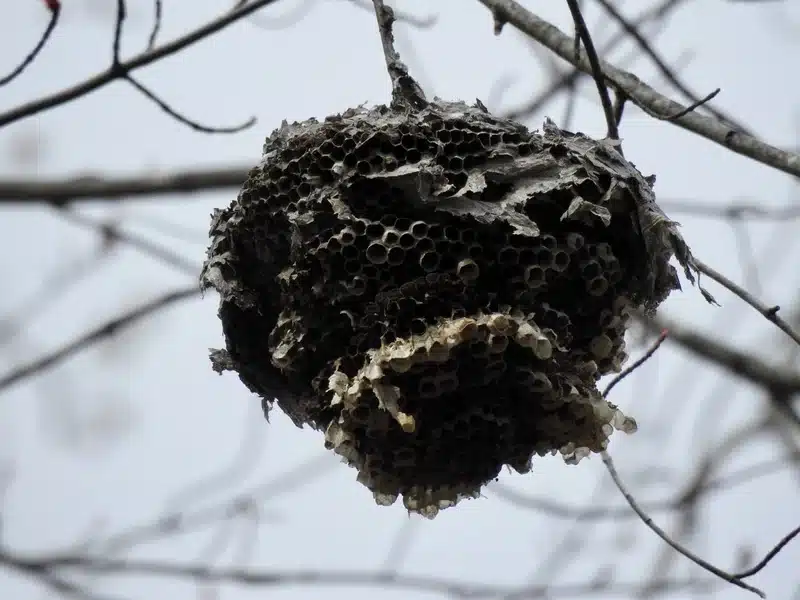 Hornet nest hanging from tree branch
