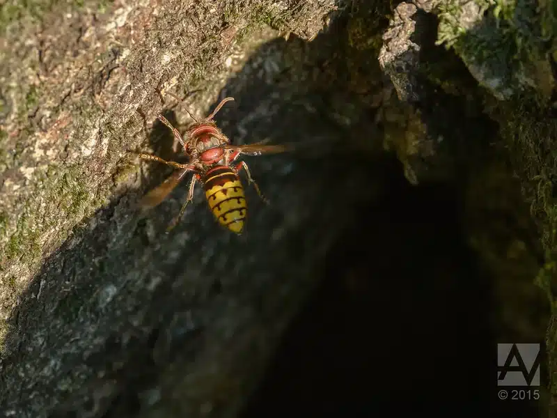 Hornet on tree bark