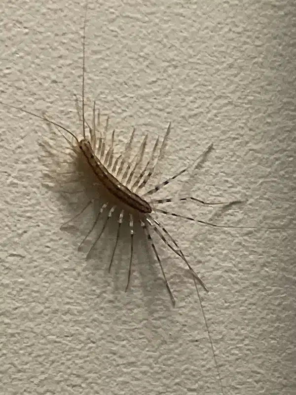 House centipede up-close on a wall showing long legs and segmented body
