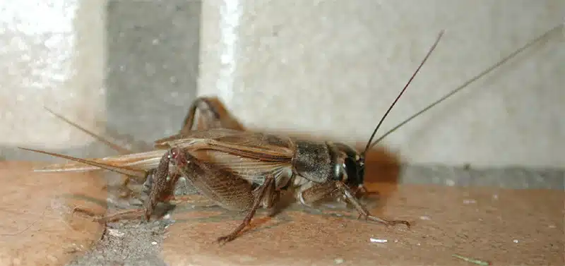 House cricket on tiled floor
