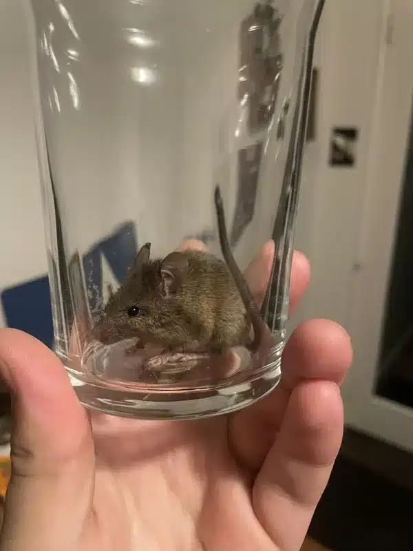 House mouse identification showing uniform gray coloring