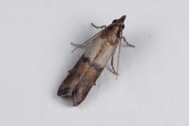 Indian meal moth showing typical pantry pest characteristics