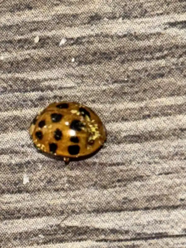 Tan ladybug on indoor surface