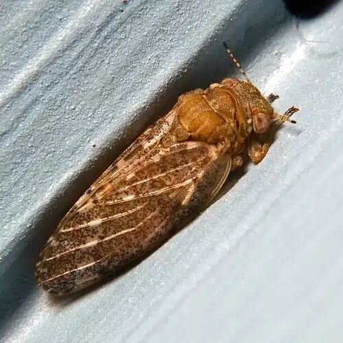 Close-up of a small insect