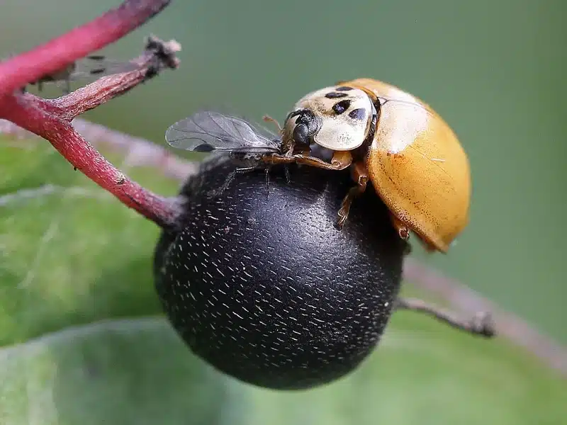 Ladybug on blackberry fruit