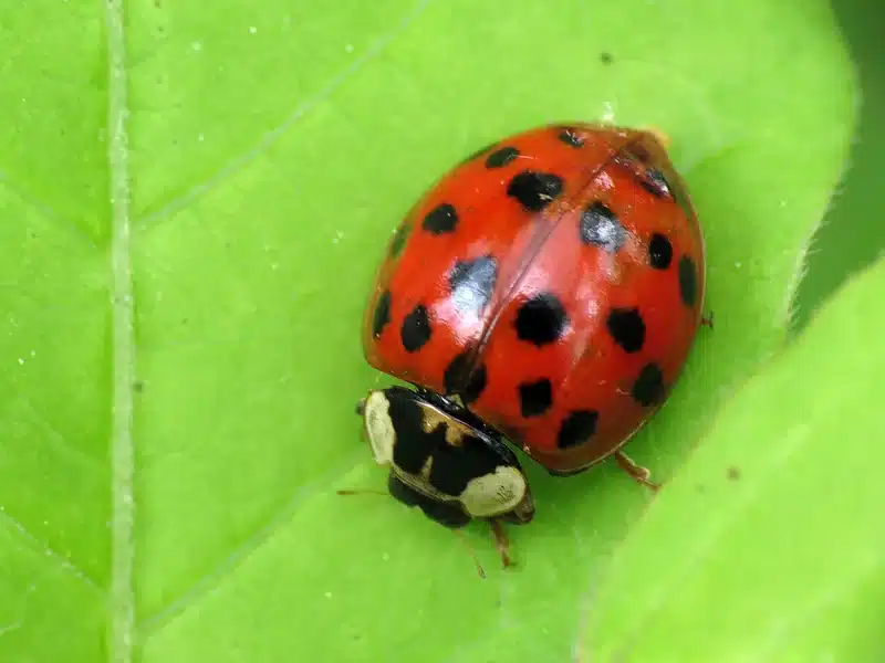 Ladybug resting on a green leaf