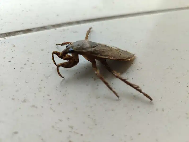 Large brown water bug on tile surface
