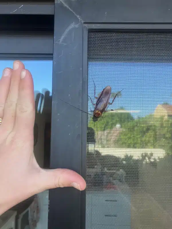Large American cockroach on window screen next to hand for scale