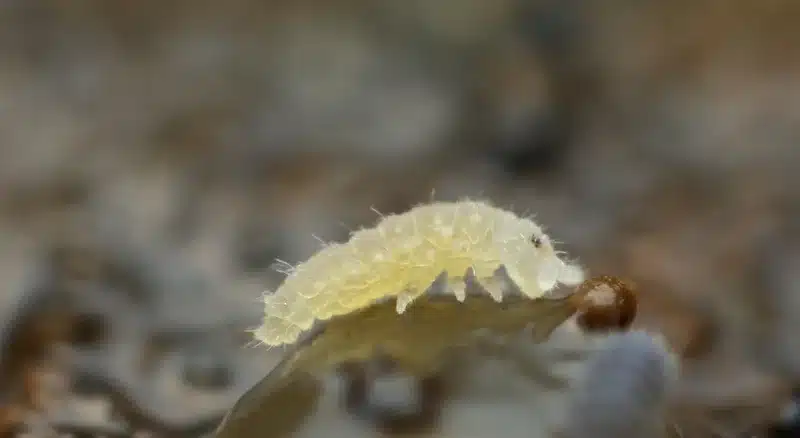 Close-up of pest larvae on surface