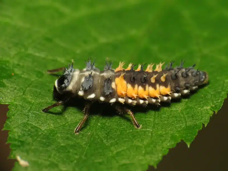Larvae on a green leaf