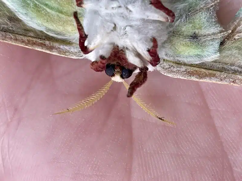 Close-up of luna moth head showing feathery antennae