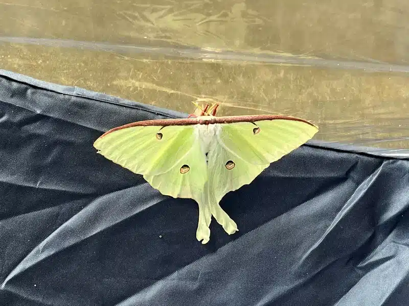 Luna moth with wings spread showing distinctive patterns