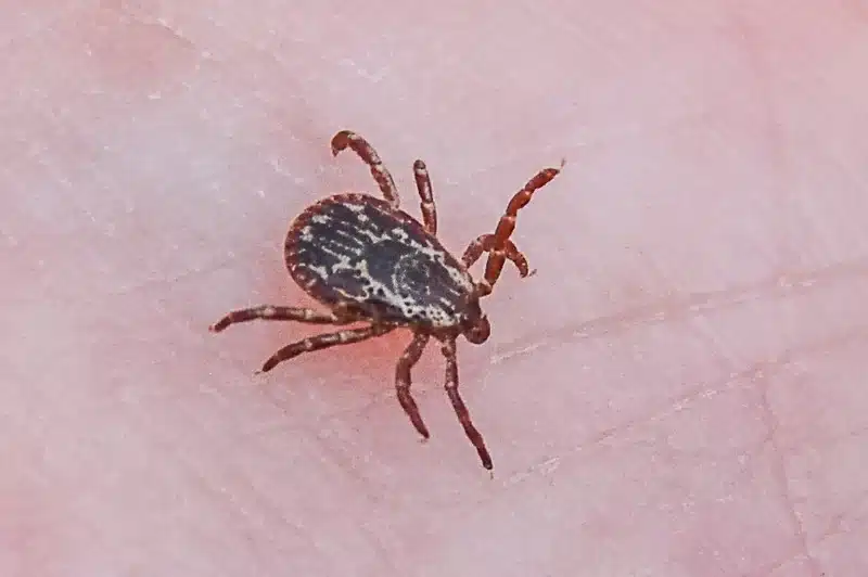 Detailed view of tick on skin