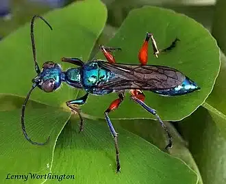 Close-up of a metallic blue wasp