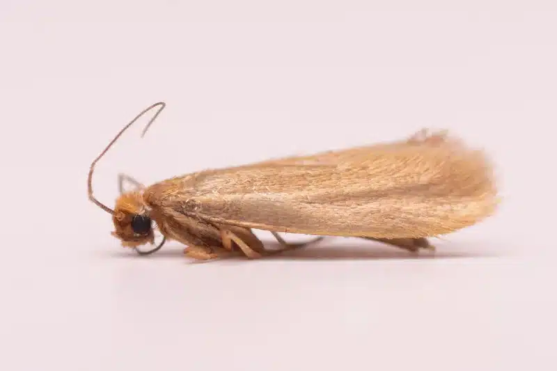 Detailed view of moth wing patterns and antennae structure