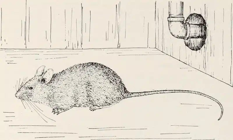 A mouse in a domestic setting